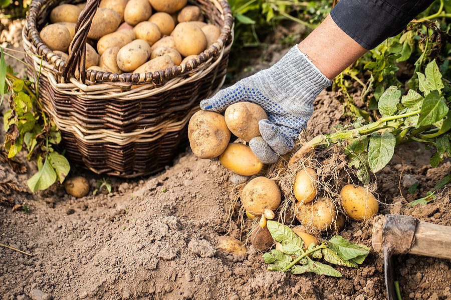 The Importance of Fresh Ingredients in Cooking