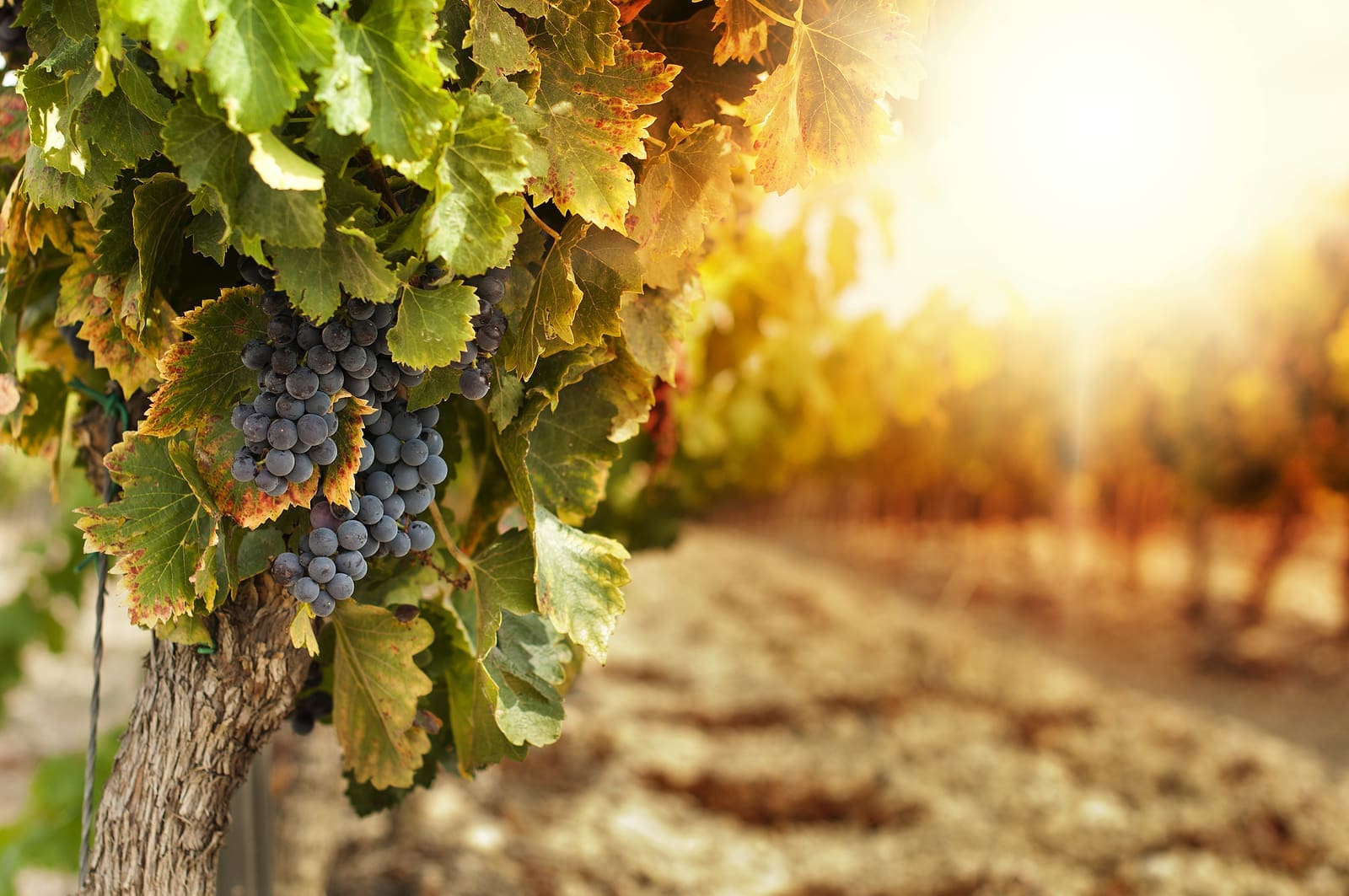 Mount Pleasant Estates – Winery in Augusta, MO